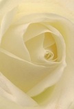 Plunged into the delicate embrace of this cream-white rose, you're invited to wander among its velvety petals, each curl imbued with the soft light typical of a Rickmansworth morning beside the River Colne. The petals spiral inward, pale as morning mist, their gentle texture nearly tangible-so fine you can almost feel a trace of dew. Subtle shadows slip between each folded layer, adding depth and quiet drama, much like the peaceful hush over nearby Chorleywood Common at sunrise. The rose radiates a serene, almost sacred peace, making it a fitting expression for messages of sympathy, admiration, or new beginnings-reflecting the thoughtful artistry of Rickmansworth's flower community. Even in an image, one can imagine the subtle sweetness of its scent. The meticulous arrangement and soft focus capture not just the rose itself, but the emotional depth and skill poured into every creation crafted for delivery by a local florist, ensuring every moment is marked with genuine care in this Hertfordshire town.